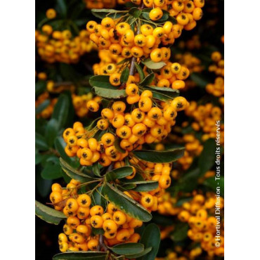 PYRACANTHA SAPHYR JAUNE