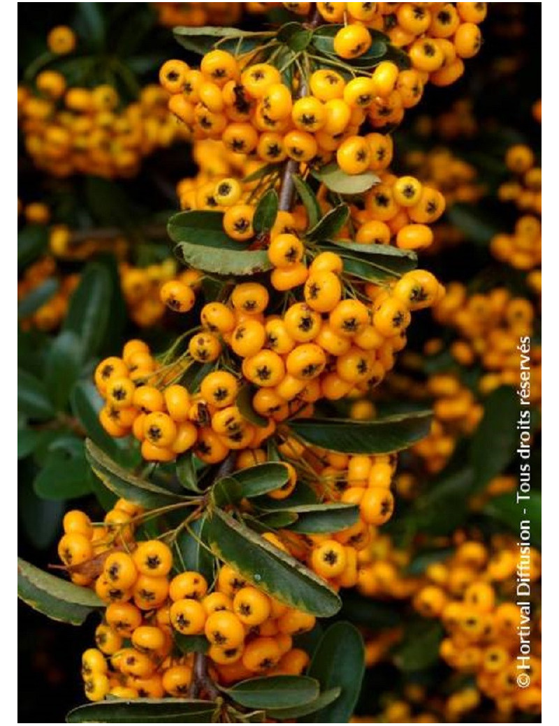 PYRACANTHA SAPHYR JAUNE