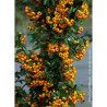 PYRACANTHA SAPHYR JAUNE