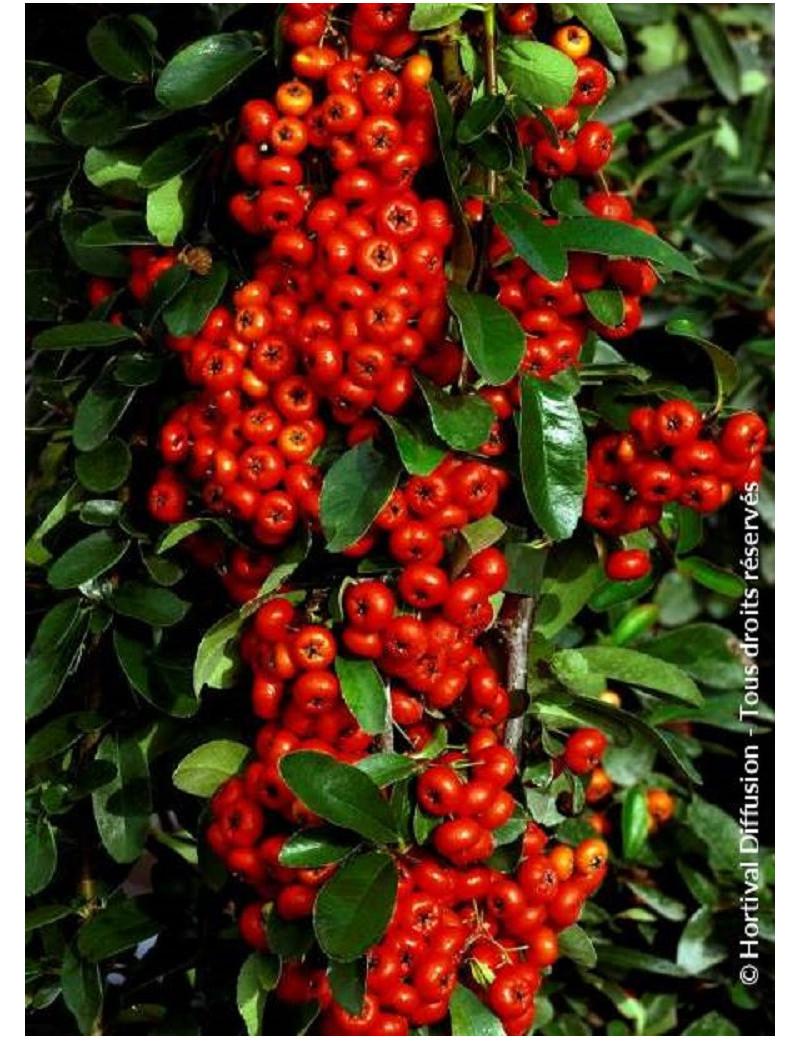 PYRACANTHA SAPHYR ROUGE