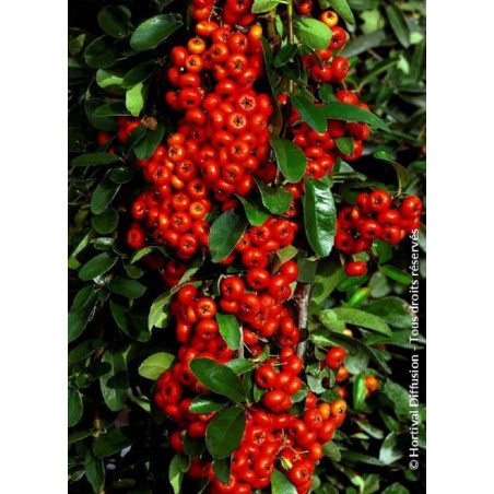 PYRACANTHA SAPHYR ROUGE