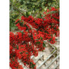 PYRACANTHA SAPHYR ROUGE