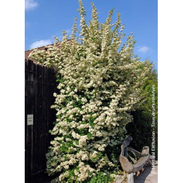 PYRACANTHA SAPHYR ORANGE