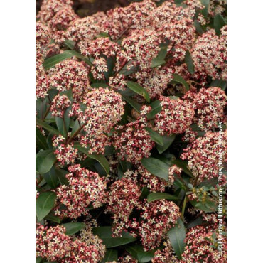 SKIMMIA japonica RUBELLA