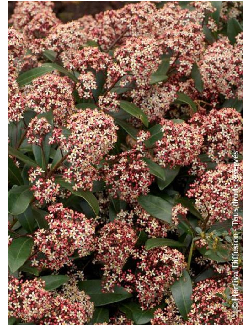 SKIMMIA japonica RUBELLA