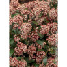 SKIMMIA japonica RUBELLA