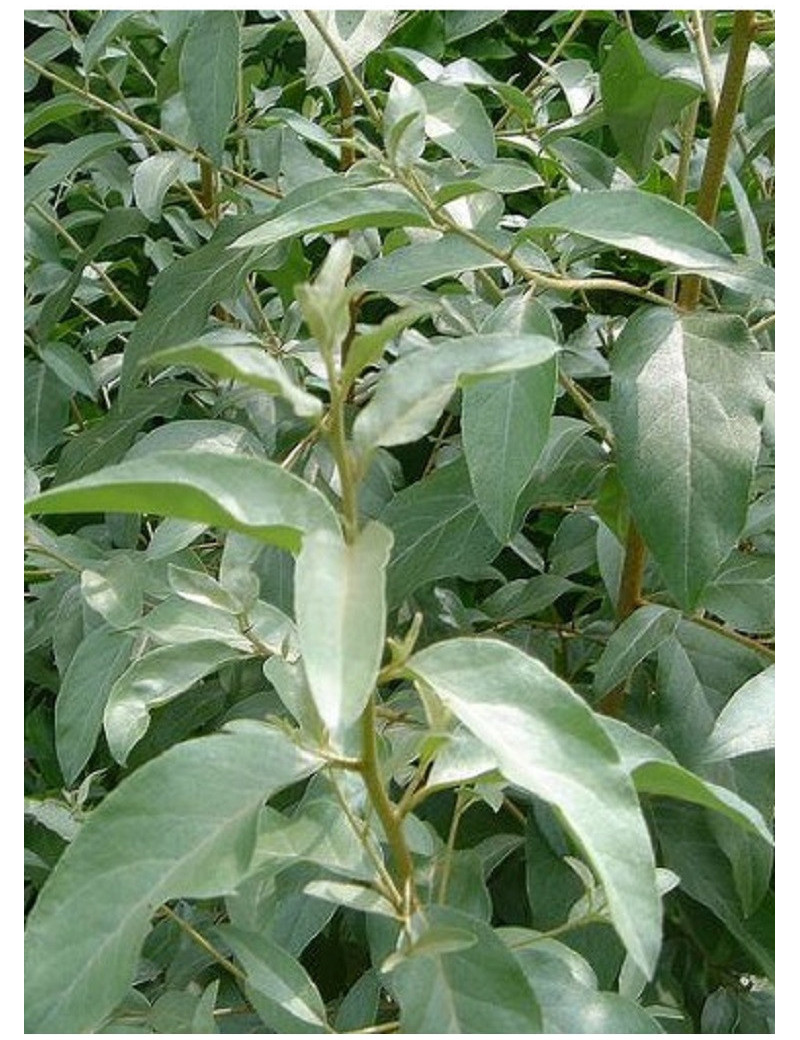 ELAEAGNUS angustifolia