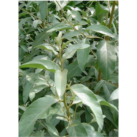 ELAEAGNUS angustifolia