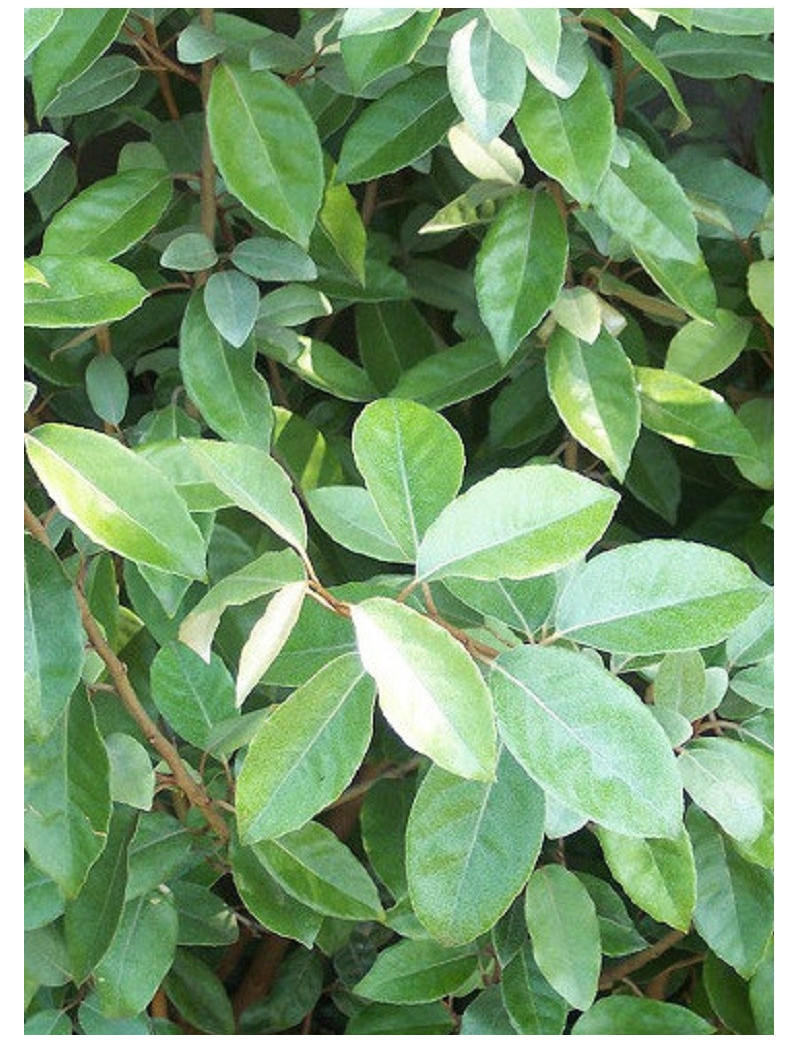 ELAEAGNUS ebbingei