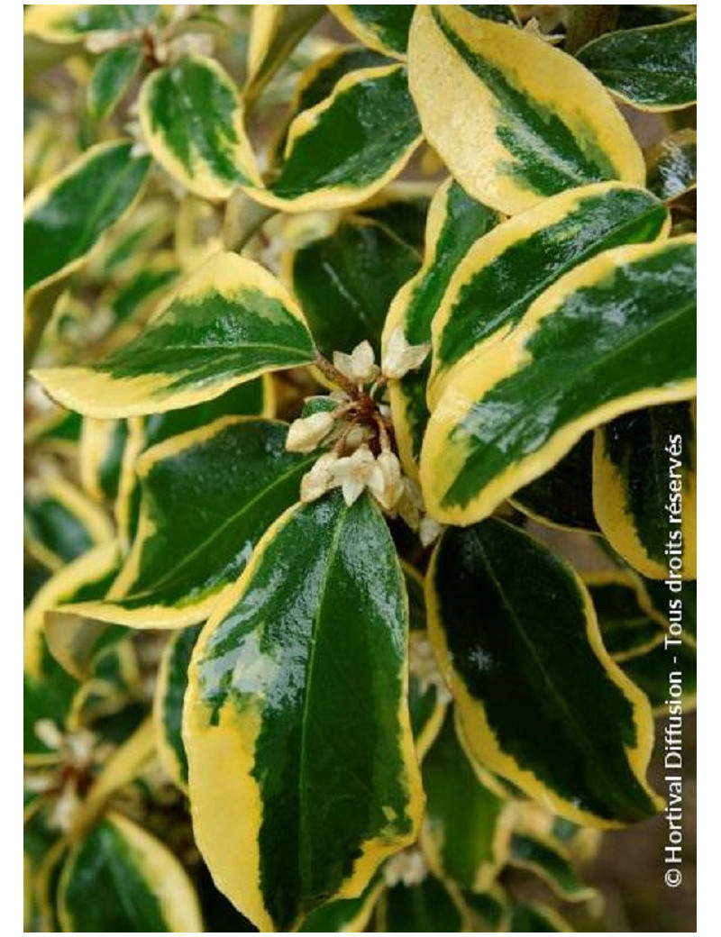 ELAEAGNUS ebbingei Gilt hedge