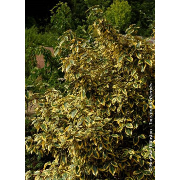 ELAEAGNUS ebbingei Gilt hedge