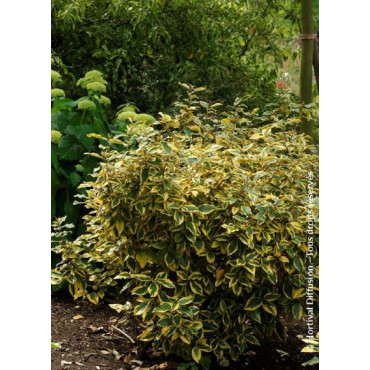 ELAEAGNUS ebbingei Gilt hedge