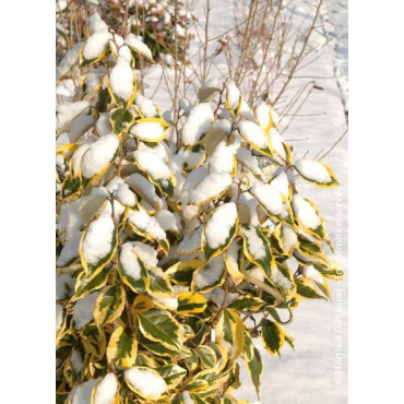 ELAEAGNUS ebbingei Gilt hedge