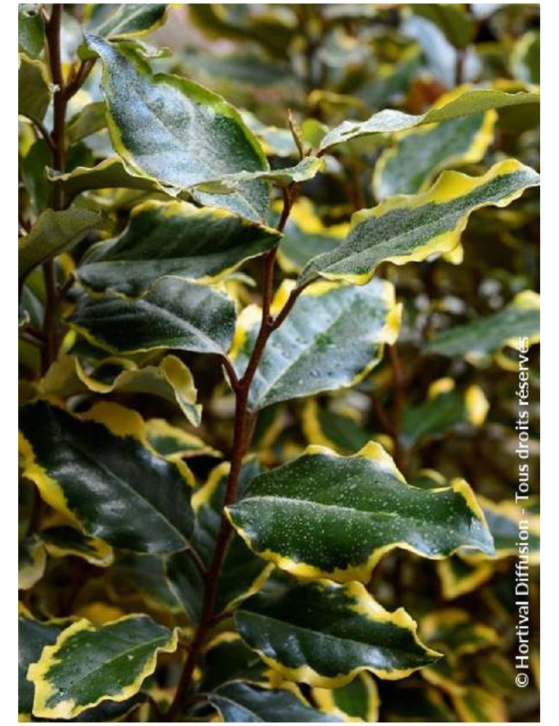 ELAEAGNUS ebbingei VIVELEG