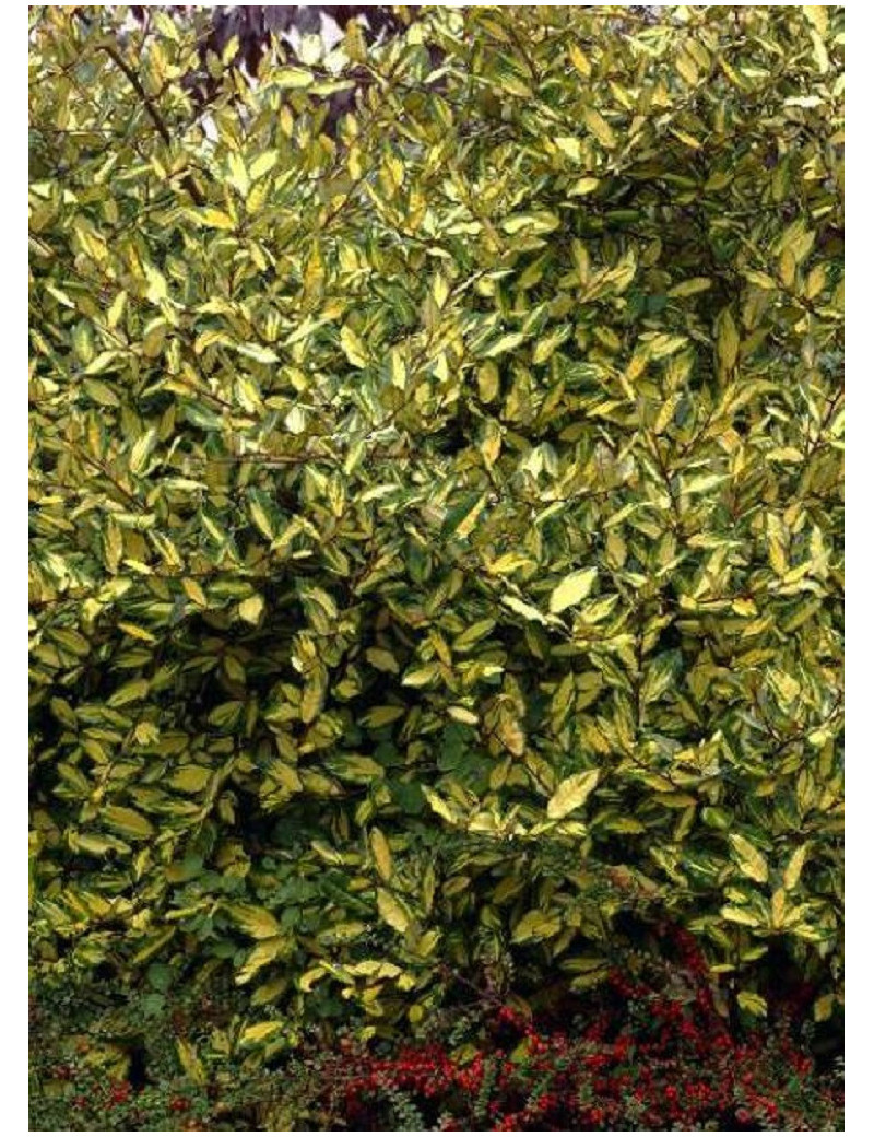 ELAEAGNUS pungens MACULATA AUREA