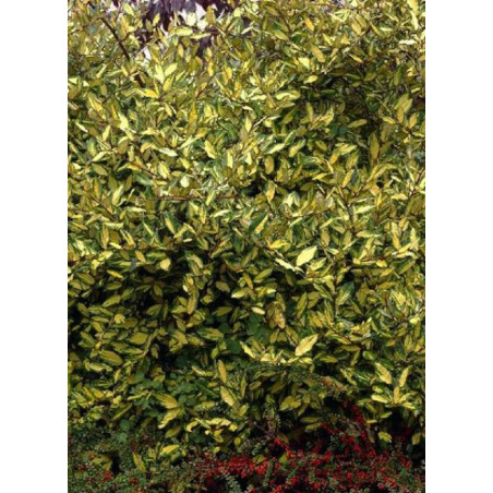 ELAEAGNUS pungens MACULATA AUREA