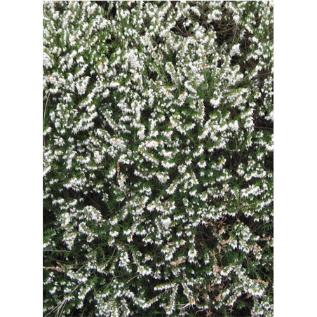 ERICA darleyensis BLANC