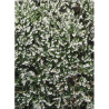 ERICA darleyensis BLANC