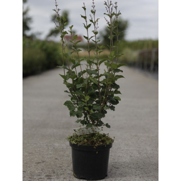 SYRINGA BLOOMERANG  DARK PURPLE En pot de 4-5 litres