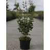 SYRINGA BLOOMERANG  DARK PURPLE En pot de 4-5 litres