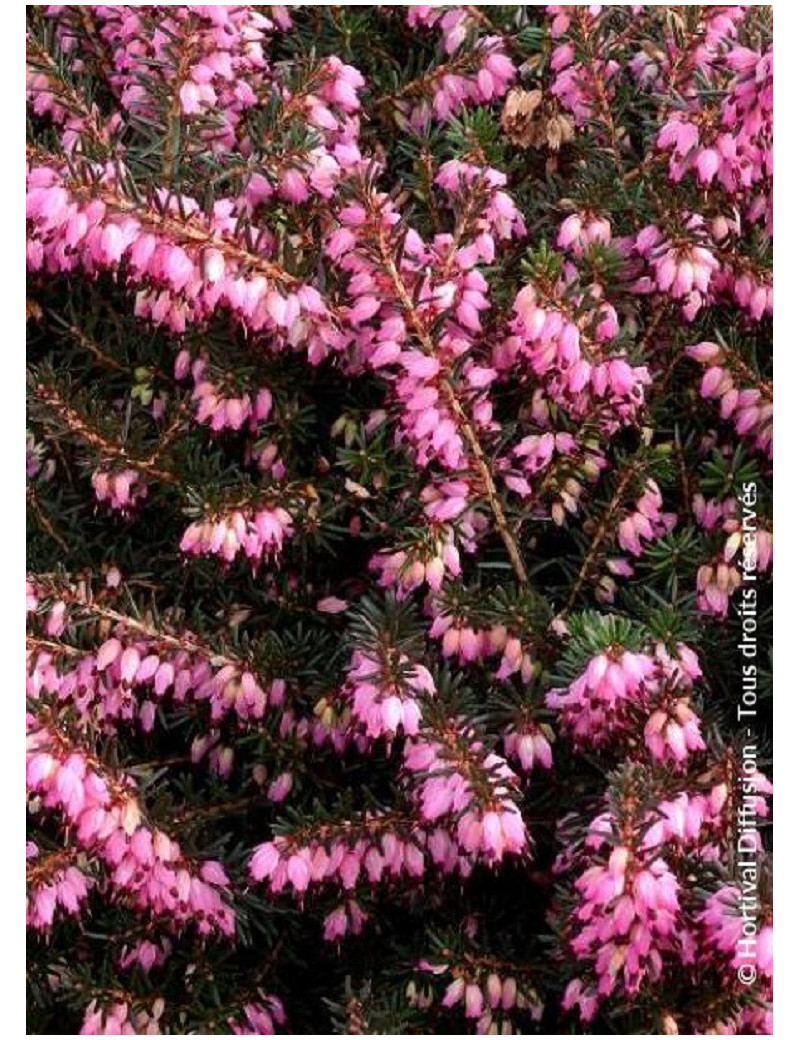 ERICA darleyensis ROUGE