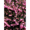 ERICA darleyensis ROUGE