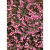 ERICA darleyensis ROUGE