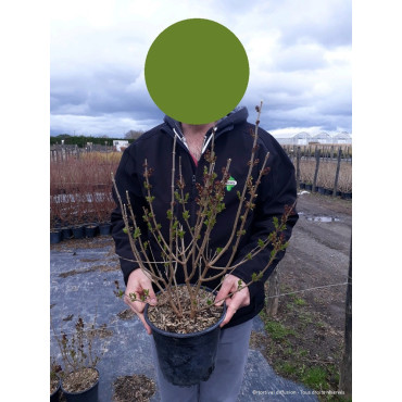 SYRINGA Josée En pot de 4-5 litres