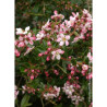 ESCALLONIA APPLE BLOSSOM