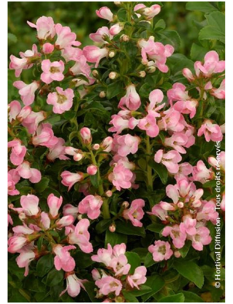 ESCALLONIA APPLE BLOSSOM