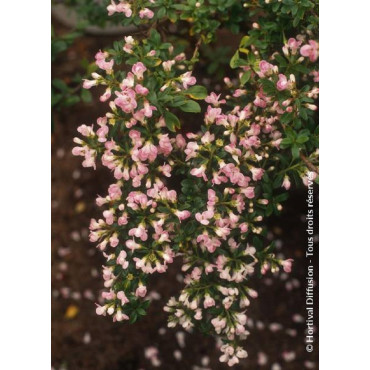 ESCALLONIA APPLE BLOSSOM