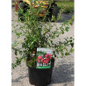 ESCALLONIA CRIMSON SPIRE En pot de 4-5 litres