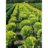 THUJA occidentalis GOLDEN GLOBE