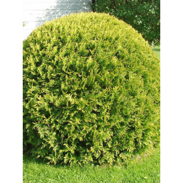 THUJA occidentalis GOLDEN GLOBE