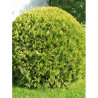 THUJA occidentalis GOLDEN GLOBE