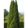 THUJA occidentalis SMARAGD