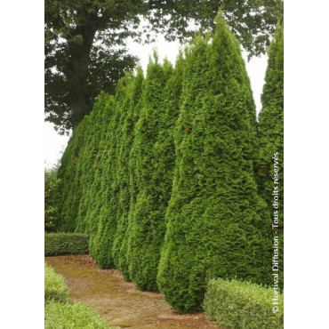 THUJA occidentalis SMARAGD