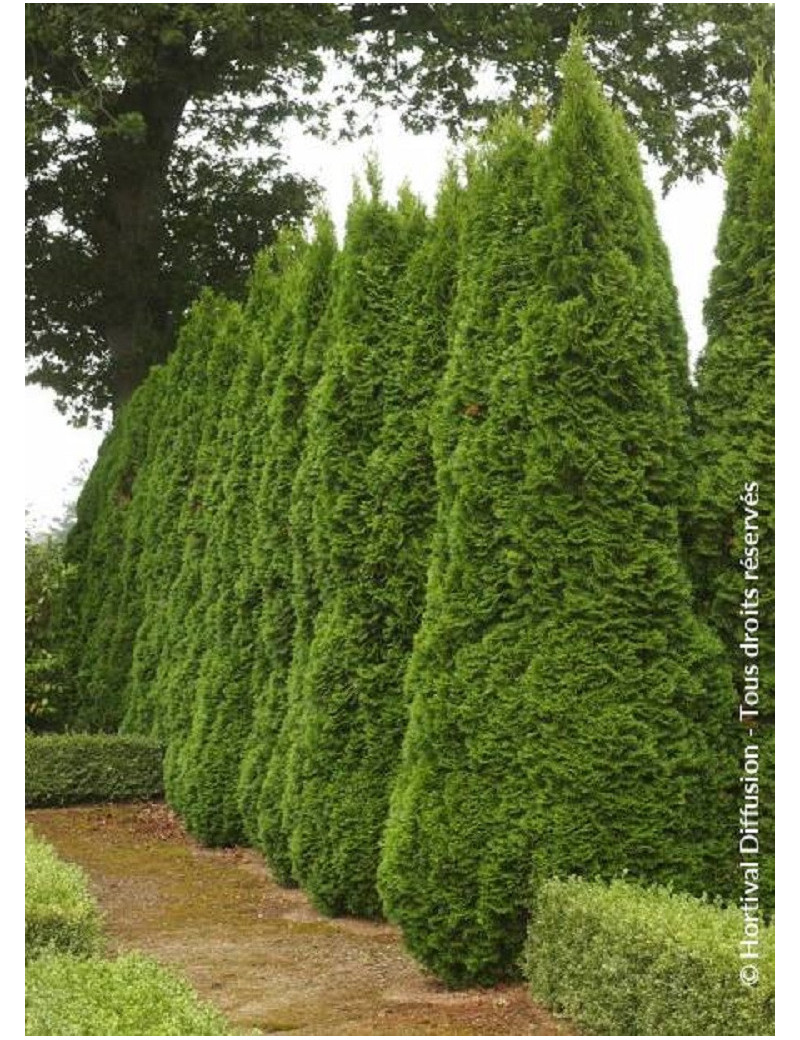 THUJA occidentalis SMARAGD