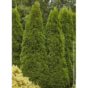 THUJA occidentalis SMARAGD