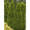 THUJA occidentalis SMARAGD