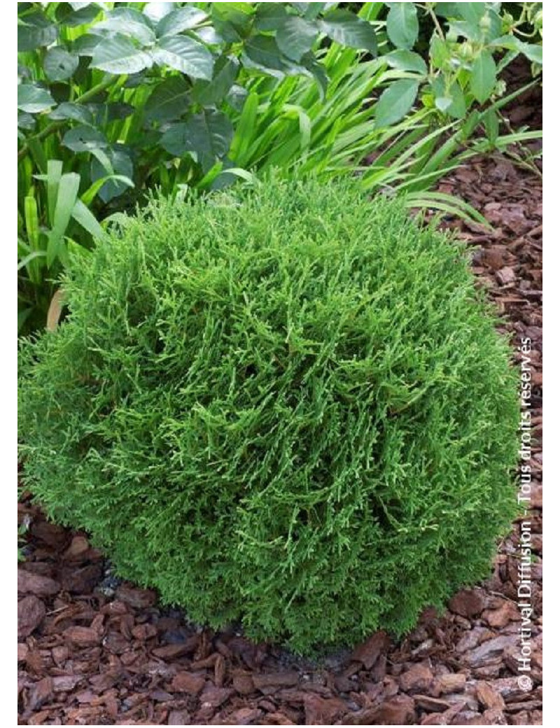 THUJA occidentalis TINY TIM