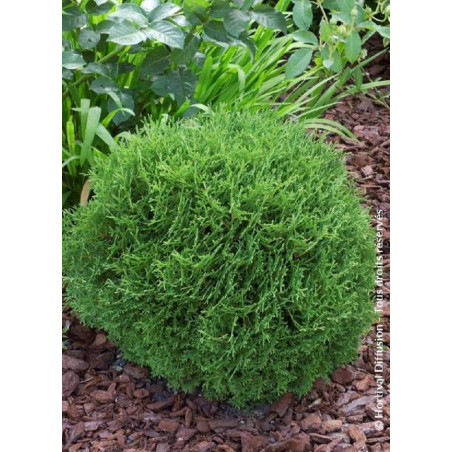 THUJA occidentalis TINY TIM