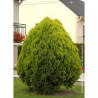 THUJA orientalis AUREA NANA