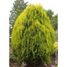 THUJA orientalis AUREA NANA