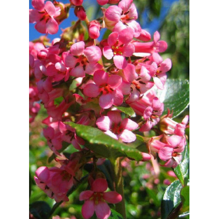 ESCALLONIA DART'S ROSY RED