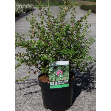 ESCALLONIA DART'S ROSY RED En pot de 4-5 litres