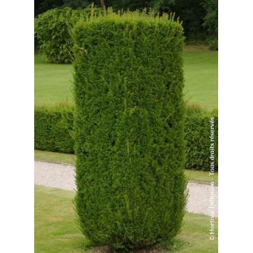 TAXUS baccata