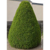 TAXUS baccata