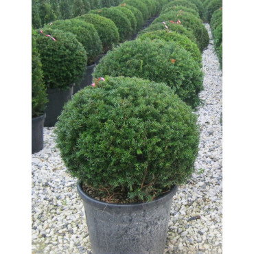 TAXUS baccata