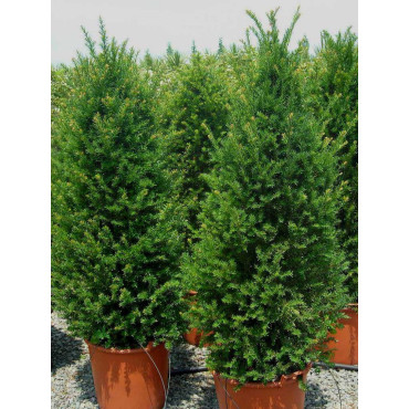 TAXUS baccata